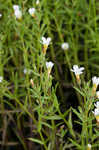 Branched hedgehyssop